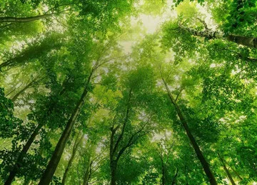 Treetops in a lush forest | Featured Image for the Sustainable Building Materials Blog by COEN Composite Wood.